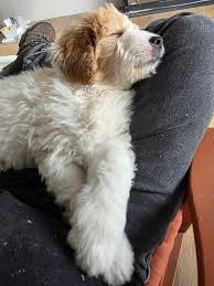 Profile for New Hampshire Doodles