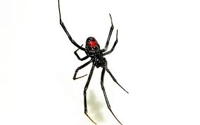 Are black walnut hulls poisonous to dogs? Dangerous Texas Bugs You Re Better Off Avoiding Houston Press