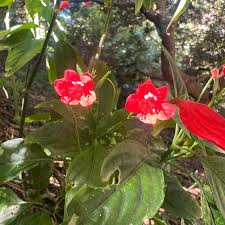 Image result for Ruellia brevifolia