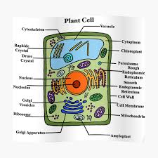 We did not find results for: Labeled Plant Cell Diagram Sticker By Bundabear Redbubble
