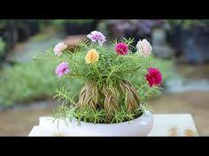 Sesuai dengan namanya, bonsai yang satu ini memang berasal dari sehingga, bunga krokot memiliki tampilan baru yang lebih unik dan cantik, yakni menyerupai bonsai. 12 Ide Krokot Bunga Tanaman Taman Bunga