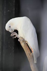 Red Vented Cockatoo Cacatua Haematuropygia Aka Philippine Cockatoo Kalangay Or Katala Is A Critically En Cockatoo Critically Endangered Species Endangered