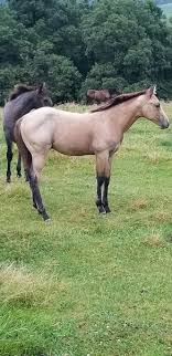A symbol means that i don't yet have a picture of that model. Buckskin Roan Colt Horseclicks