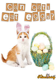 Sure, just make sure to cook them. Can Cats Eat Eggs Is It Best Given Raw