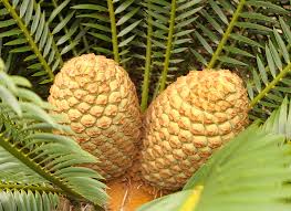 Image result for Encephalartos lebomboensis
