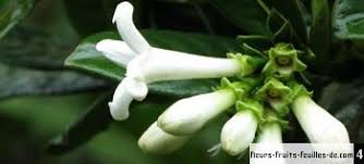 Image result for Gaertnera