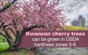 Maybe you would like to learn more about one of these? Kwanzan Cherry Tree Gardenerdy