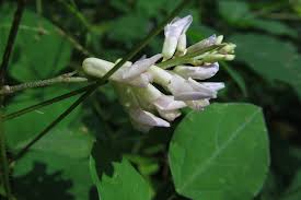 Image result for Hyparrhenia bracteata