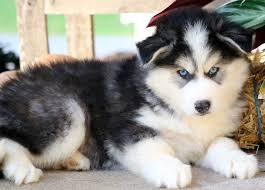 She has a soft body that can be posed in different positions. Dallas Pomsky Puppy For Sale Keystone Puppies