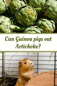 Pin On Guinea Pig Food