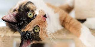 150 Fun Names For Your Calico Cat Daily Paws