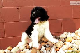 3 boys and 2 girls available now. Ramona Newfoundland Puppy For Sale Near Tuscarawas Co Ohio 6f2c4128 Ac21 Newfoundland Newfoundland Puppies Puppies For Sale