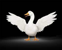 Bundle and save as much as 20%. Accident Insurance Aflac