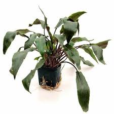 The color also varies greatly. Cryptocoryne Wendtii Spec Mutterpflanze