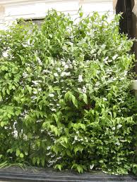 Image result for Deutzia scabra