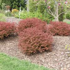 Image result for Berberis