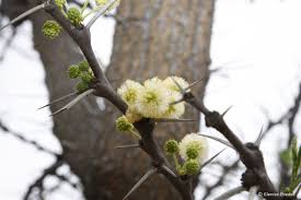 Image result for Acacia robusta