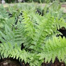 Image result for Dryopteris antarctica