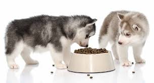 Siberian husky puppies should be weaned when they're between three and seven weeks of age. Best Dog Food For Huskies How To Handle The Picky Eater