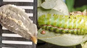 Part of the daily mail, the mail on sunday. Stinging Caterpillar Season Has Arrived In Texas Abc13 Houston