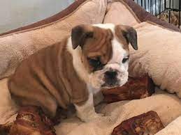 #englishbulldog #english bulldog puppy #english bulldog puppies #bulldogs #bulldog. English Bulldog Pets And Animals For Sale Minnesota