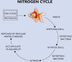 Understanding The Nitrogen Cycle For Proper Aquarium Filtration Betta Fish Care Fish Care Nitrogen Cycle