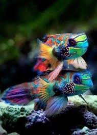 Such Colorful Fish Mandarin Fish Ocean Creatures Animals