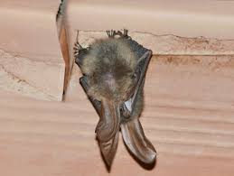 Bats scratching at walls bats can maneuver inside walls, making scratching and squeaking sounds as they go. Can Bats Do Damage To Your House Pest Pointers Tips For At Home Pest Control