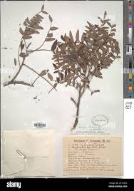 Image result for Schinopsis