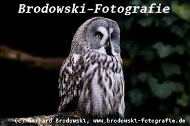 Finnland verteidigt höchst engagiert gegen individuell um längen besser besetzte belgier und lässt. Eulen In Europa Bestimmen Steinkauz Uhu Schneeeule Waldkauz