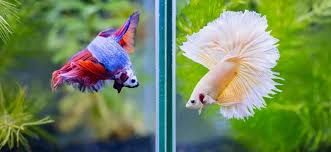 To help with your search, here is a quick list of some of the most popular and peaceful fish. Best Betta Tanks From Small To Large 2020 Reviews