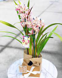 Cymbidium Orchid Gift Box Available Now Orchid Cymbidiumorchids Flower Flowers Flowerinstagram Samedaydelive Cymbidium Orchids Orchids Gift Box