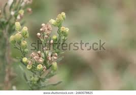 Image result for Erigeron sumatrensis