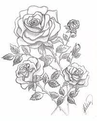 Dessin De 3 Roses Et Boutons De Graphite Cerf Dessin Dessin Dessin Jardin