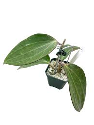 Image result for Polystachya pamelae