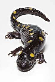 Find names mentioned in quran and hadees, lucky number, lucky day, lucky gemstone and lucky metals of names. Salamander Urdu Meaning Of Salamander