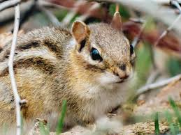 Spread around your tomato crop items whose smell chipmunks despise. How To Keep Chipmunks Out Of Garden How I Get Rid Of