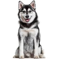 Browse the largest, most trusted source of pomsky puppies for sale. Pomsky Puppies For Adoption Cute Pomskies For Adoption Vip Puppies