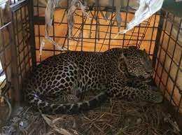 Kandang gupon, kandang macan, kandang dongdang, kandang wartel cara membuat kandang macan untuk burung merpati dari kayu bekas. Warga Tangkap Macan Tutul Di Gunung Sawal Ciamis Republika Online
