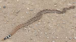Western Diamondback Rattlesnake Spiders And Snakes Mojave Desert Central California
