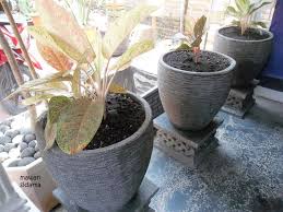 Bisa juga untuk menanam bunga atau tanaman hias daun. Tanaman Hias Menyedapkan Pandangan Mata Halaman All Kompasiana Com