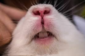 Les Aliments Qui Usent Les Dents Des Lapins Rabbits World