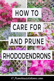 Rhododendron Care How To Grow Beautiful Rhododendrons And Azaleas Gardening From House To Home In 2020 Rhododendron Care Shade Loving Shrubs Plants Under Trees