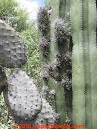 That means, spine stabs can cause varying degrees of severity from just causing minor wounds that heal with time to. Fungal Mold Growth On Cactus Causes Cures Identification Of Mold Species That Grow On Cactus Plants