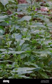 Image result for Dicliptera laxata