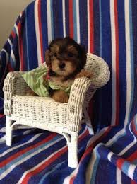 Our yorkie puppies come with a one year guarantee. Rare Teacup Parti Colored Yorkshire Terrier Puppies For Sale In Philadelphia Pennsylvania Classified Americanlisted Com