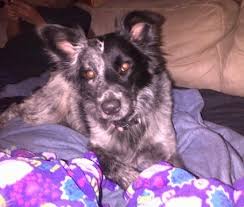 Check spelling or type a new query. Border Heeler Dog Breed Information And Pictures