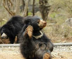 Unlike the small round ears of most. 10 Reasons Why Sloth Bears Are The Cutest One Green Planet