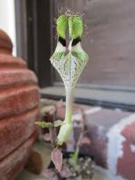 Image result for Ceropegia incana