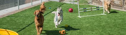 Happy tails pet resort and spa. Boarding